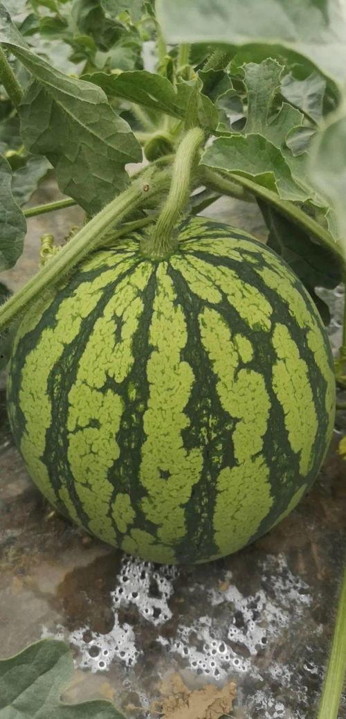 舟山吃瓜,夏日吃瓜，尽享海鲜风味