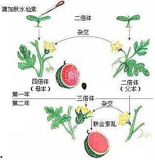 吃瓜abcde图解,吃瓜abcde，揭秘瓜界五大奥秘