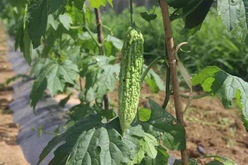 凉瓜花可以吃吗怎么吃,美味与营养的完美结合