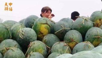 滑县吃瓜现场照片,热闹非凡，民众共享夏日清凉时光