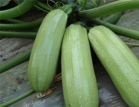 西铁吃瓜,揭秘铁路行业那些不为人知的幕后故事