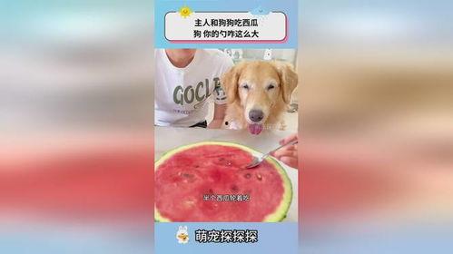 主人带狗狗吃瓜,主人带狗狗共度甜蜜瓜果时光