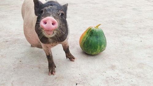 猪在吃瓜,田园生活趣事多