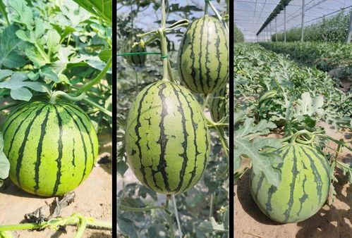 甜文吃瓜,一场甜蜜的吃瓜之旅