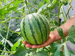 武清吃瓜事件,揭秘网络舆论的风暴与真相