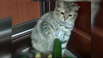 小猫吃瓜吗,探索它们对西瓜的喜爱
