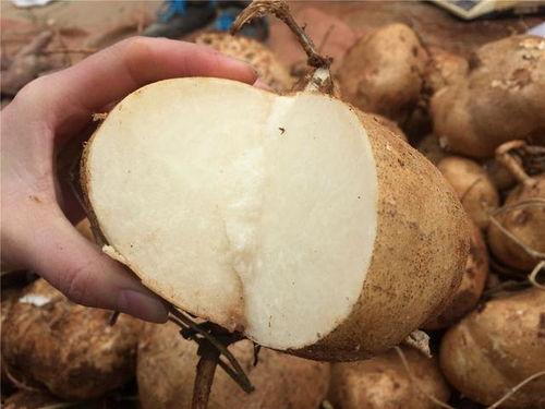 睡前吃土瓜,揭秘睡前美食的神奇功效