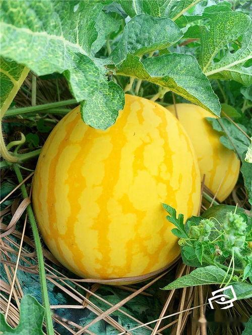 在这个吃瓜年代,揭秘这个时代的瓜界风云