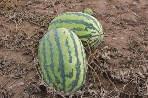 小摇吃瓜,揭秘娱乐圈那些不为人知的幕后故事