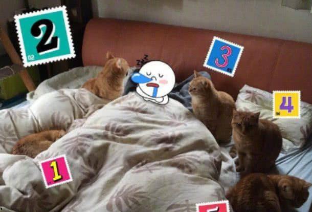 吃瓜猫九只,九只吃瓜猫的趣味日常