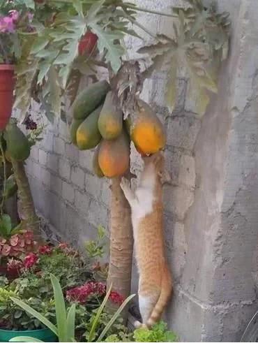 白色猫吃葫芦瓜,萌宠美食记