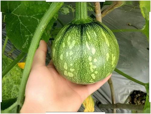 小赖同学吃瓜,揭秘娱乐圈那些不为人知的幕后故事