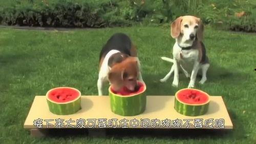 小狗搞笑吃瓜,小狗吃瓜大赛，笑料百出！