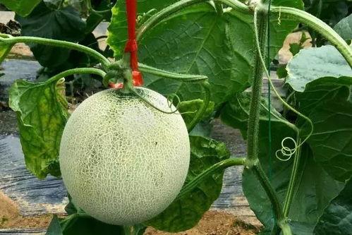 吃蜜瓜的小飞侠,甜蜜探险记