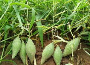 地梢瓜吃,天然养生佳品，揭秘其神奇功效与食用方法