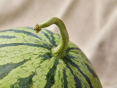 只吃一块瓜,品味人生百态