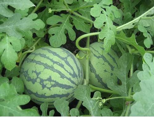 吃瓜天蓬,揭秘娱乐圈背后的那些事儿