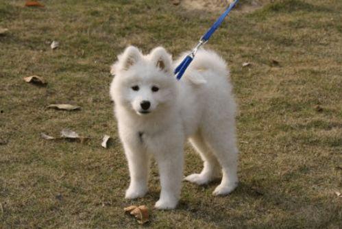 腿瘸狗吃瓜,腿瘸狗的悠闲瓜园生活