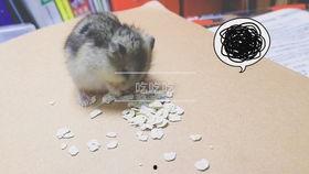 仓鼠吃瓜动图,仓鼠萌动瞬间