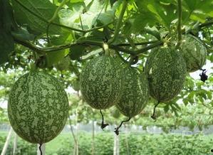 胃炎吃吊瓜好吗,缓解不适新选择