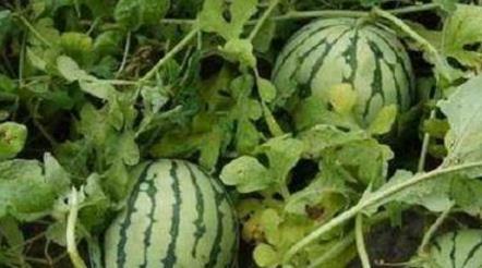 瓜远怎么吃,解锁多样食用新方式