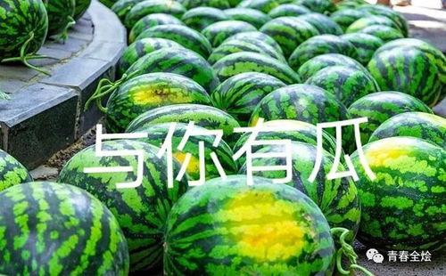 吃瓜师范大学,揭秘校园里的“瓜田”趣事