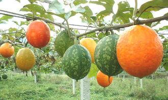 吊瓜生吃怎么吃,轻松解锁清新口感新体验