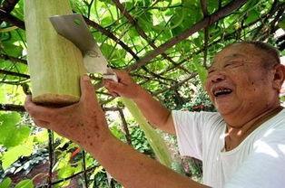 神奇砍瓜怎么吃,创意食用新体验