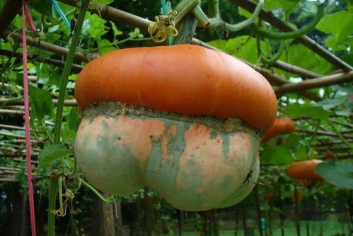 看瓜吃瓜人,品味人生百态