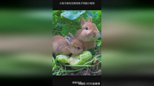 吃瓜的兔子所有,揭秘娱乐圈背后的秘密