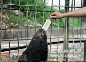 熊吃冰糕吃瓜,冰糕与瓜果的甜蜜盛宴