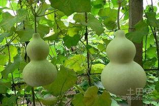 吃葫芦瓜的图片