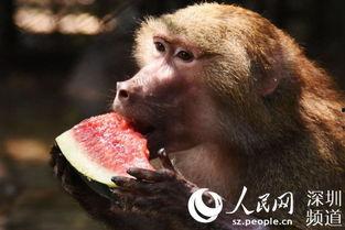 瓜吃狸是什么动物,揭秘神秘动物瓜狸的传奇故事